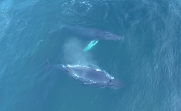 humpbacks