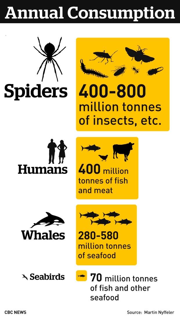 Spiders food