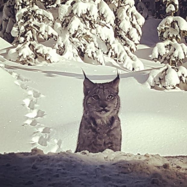 Canada lynx