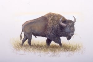 Steppe bison