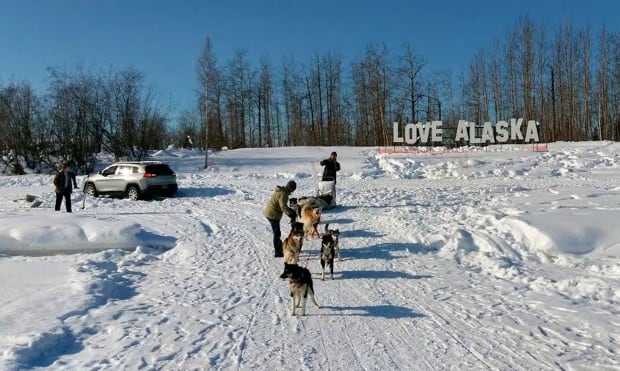 Car Sled Dogs