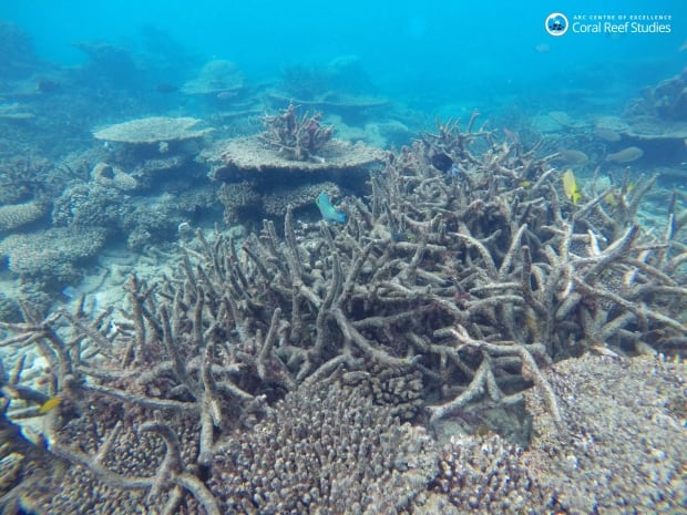 Australia Bleached Reef