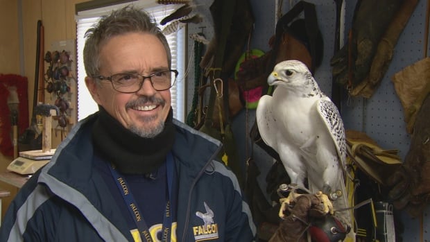 Falcon handler Keith Everett works with about 30 birds who are trained to scare other birds away from the runway at Toronto's Pearson International Airport.