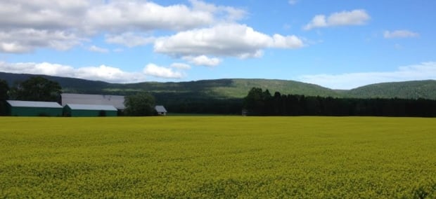 Canola field