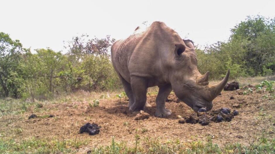 White rhino using 'social media.'