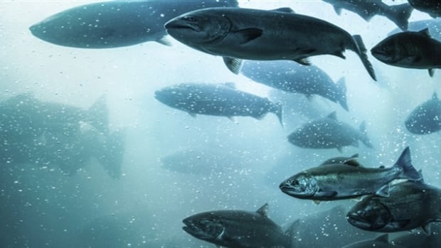 If a sea lice outbreak at two Gray Group salmon farms hadn't been controlled, 600 tons of rotting fish could have washed onshore at Saint Andrews, according to court documents.