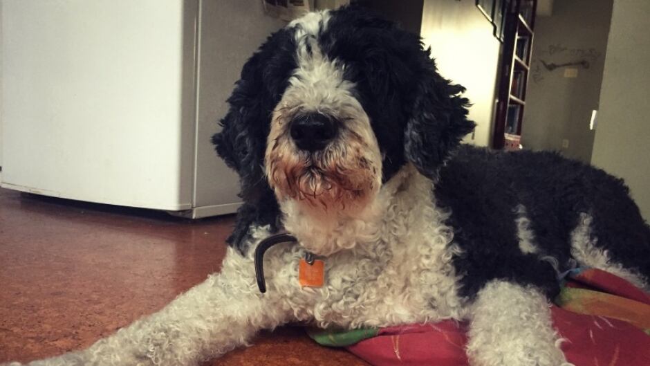 There was a time when Hudson's anxiety would mean no one in the family could be in the same room as him. Now he's calmer thanks to being treated with medical marijuana.