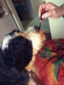 Hudson gets CBD