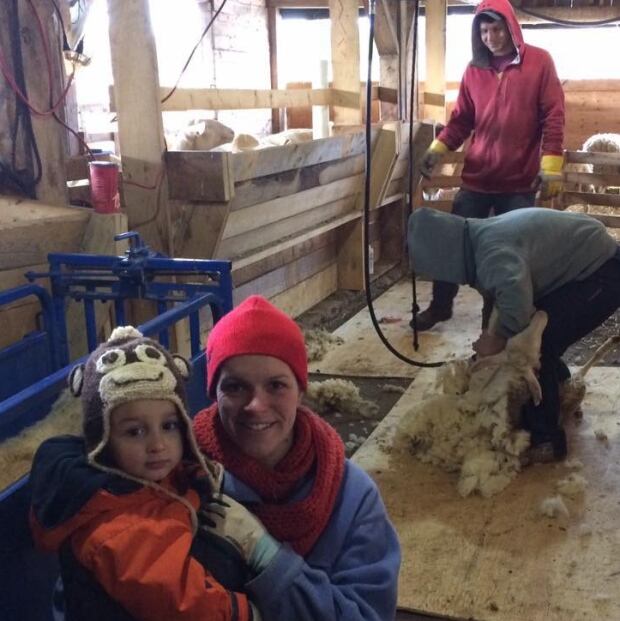 Sheep business shearing