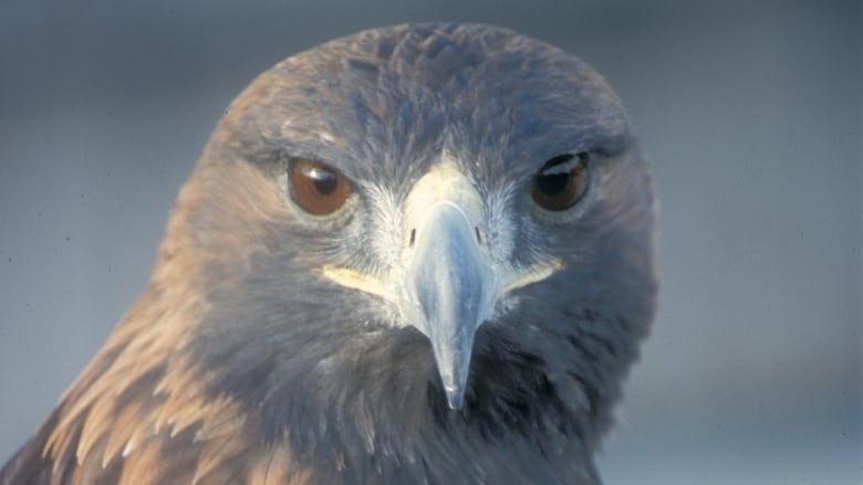 Help me identify this bird of prey - spotted in Banff, Alberta : r