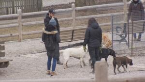 Dogs2