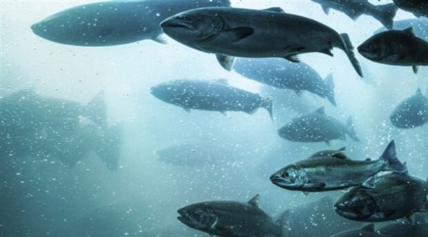 atlantic salmon