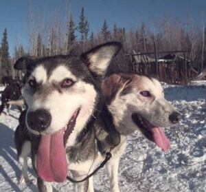 Yukon trineo de perro de los dueños de establecer estándares de cuidado para animales - Norte ... - CBC.ca 2 Sled dogs