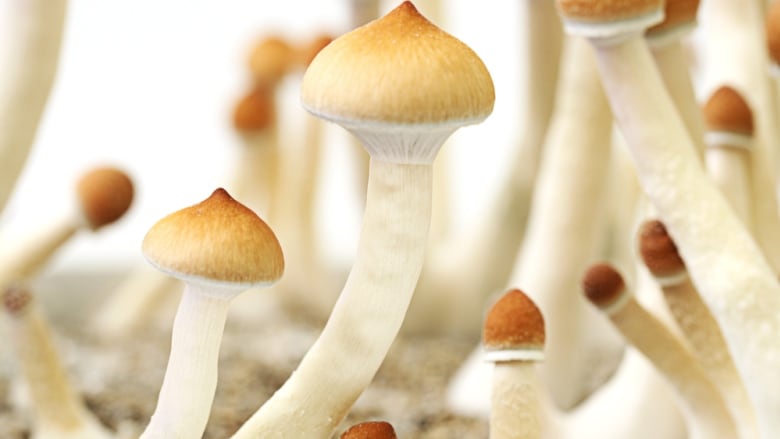 buy psilocybe cubensis with bitcoin online