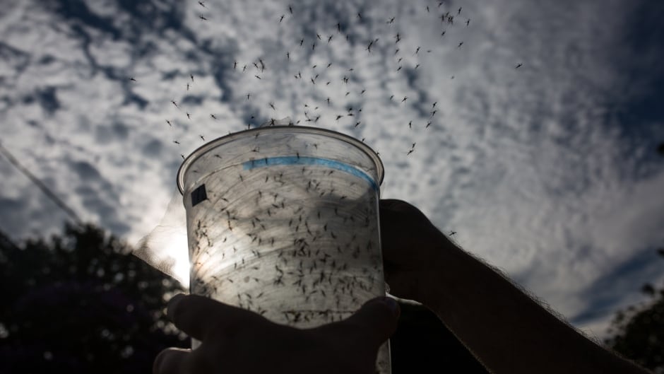 A biologist releases genetically modified mosquitoes in the city on February 11, 2016 in Piracicaba, Brazil.