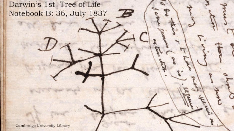 a description of the evolutionary ideas such as common descent and the transmutation of species a description of the evolutionary ideas such as common descent and the transmutation of species