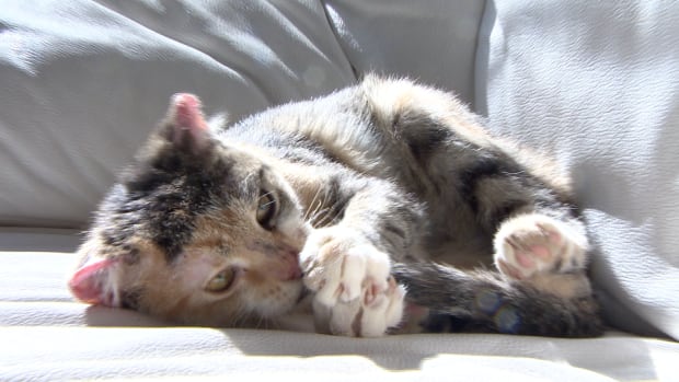 Scarlett burned cat escaped fire Saskatoon