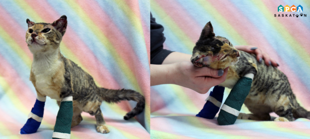 Burned cat Scarlett