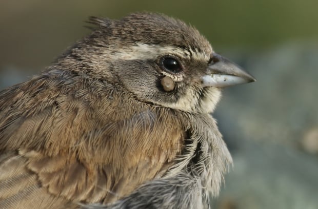 Lifer black throated sparrow