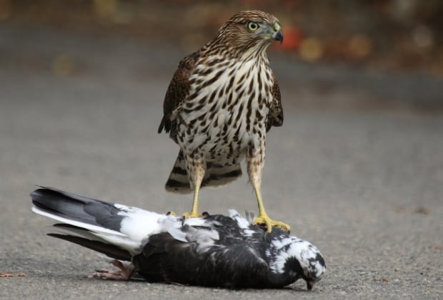 Cooper's Hawk