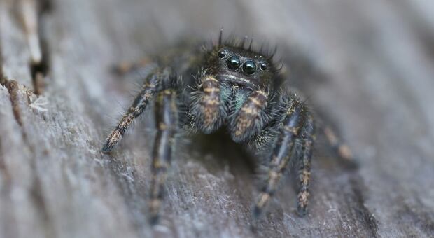 Phidippus johnsoni