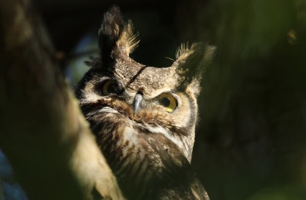 Grey horned owl