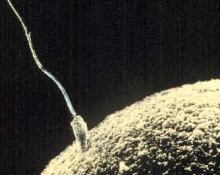 Egg Sperm