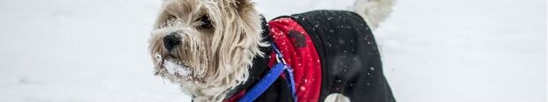 snap judgement banner