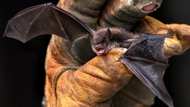 Rabid bat found in Seattle's Ballard neighborhood, public health officials warn Rabid bat found in Seattle's Ballard neighborhood, public health officials warn