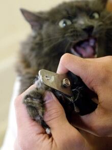Cat Declawing Opposed 20170329