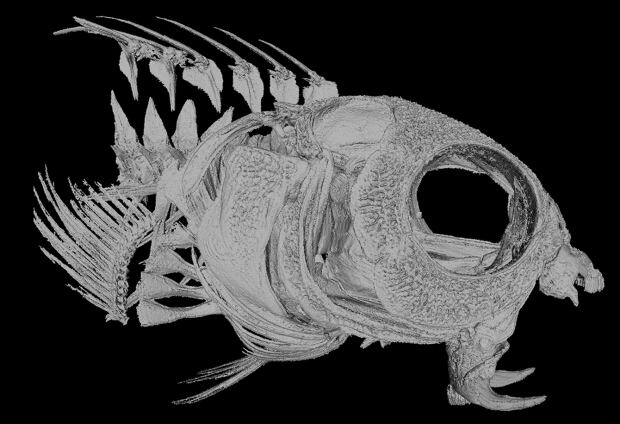 Fang blenny skeleton