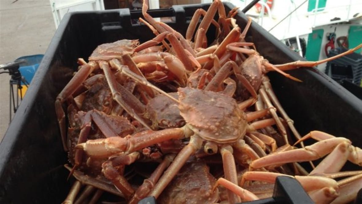 DFO slashes crab quota in latest blow to N.L. fishing industry