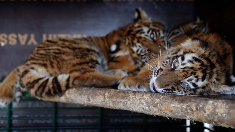 3 tigers rescued from maggot-infested crate at Beirut airport | CBC News