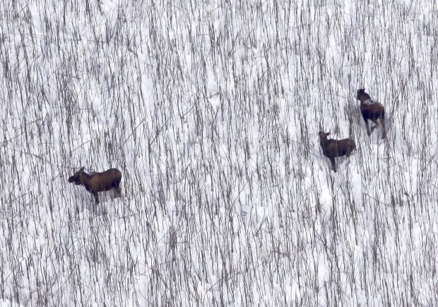 Alaska moose