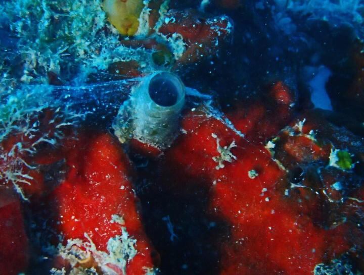 New Species Of Spider Man Worm Snail Discovered Cbc News