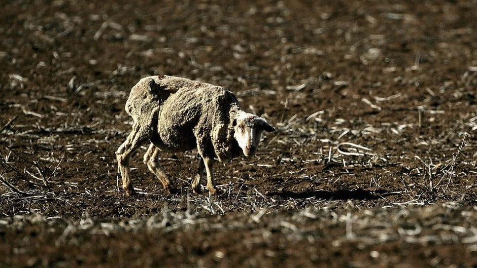 An emaciated sheep stands in a field near Port Augusta, Australia. Just one example of how negative impacts of climate change is causing a strain on our mental health.