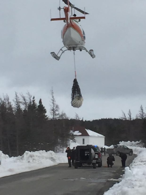 Polar bear escape