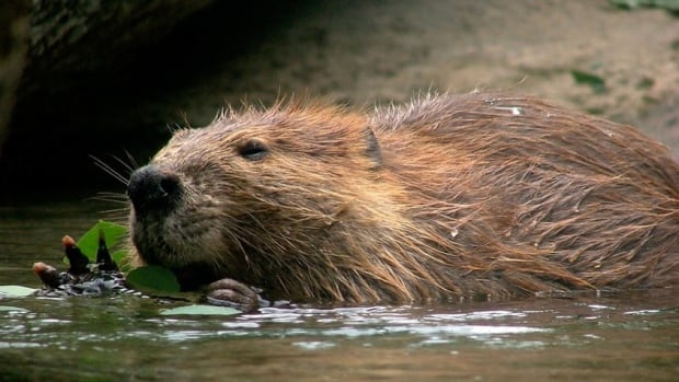 Beaver casually herds 150 heifers across Canadian ranch