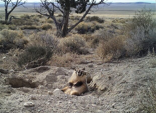 an American badger