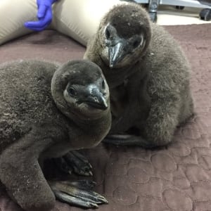 Baby African penguins