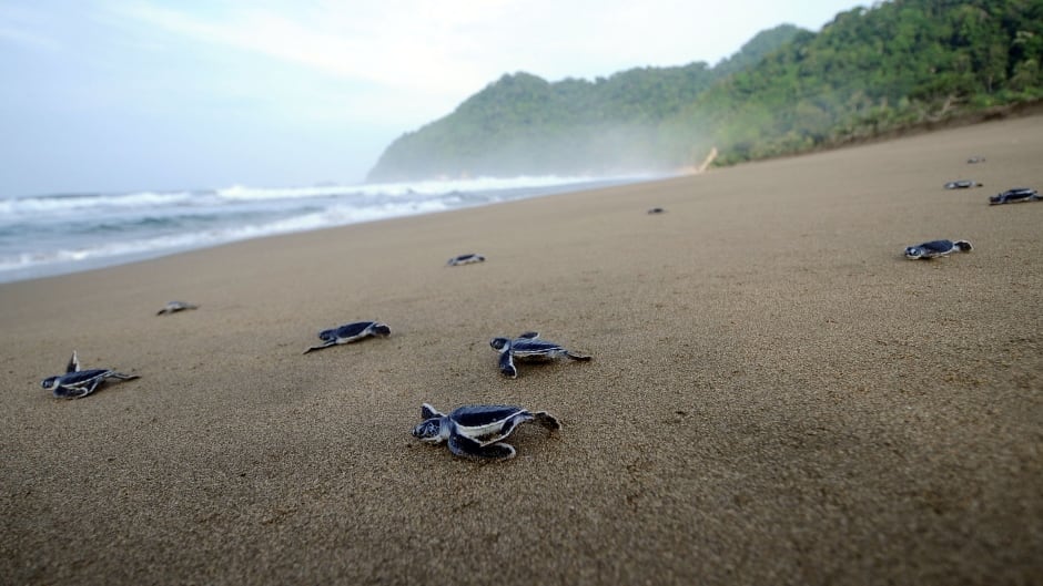When sea turtles are born, they instinctively know to move towards the ocean.