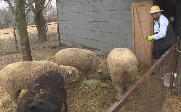 stephen overbury farmer smiths falls sheep