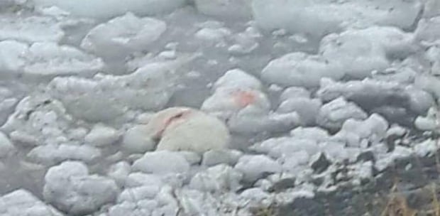 dead polar bear catalina