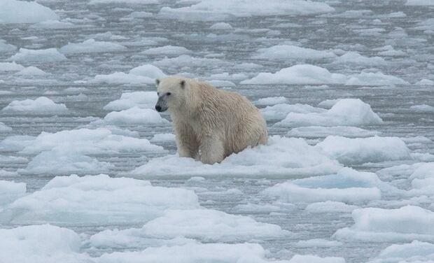 Polar bear catalina