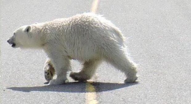 Brookside polar bear