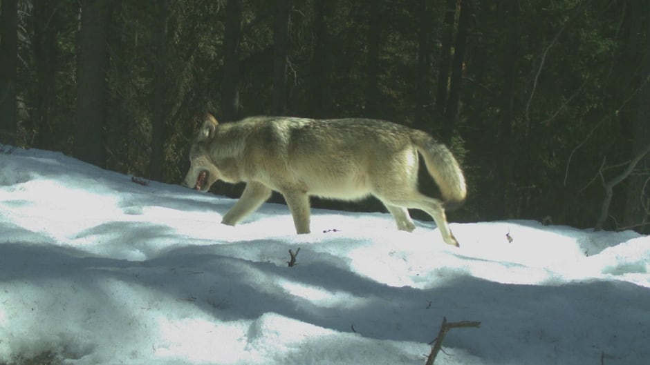 In Banff, Alberta, people and wolves have always had a complicated relationship. Wolves have been wiped out from the area numerous times over the past 100 years. Now, they're back — but down to just three when at the beginning of last summer there were at least nine. So what's happening to the Bow Valley wolf pack?