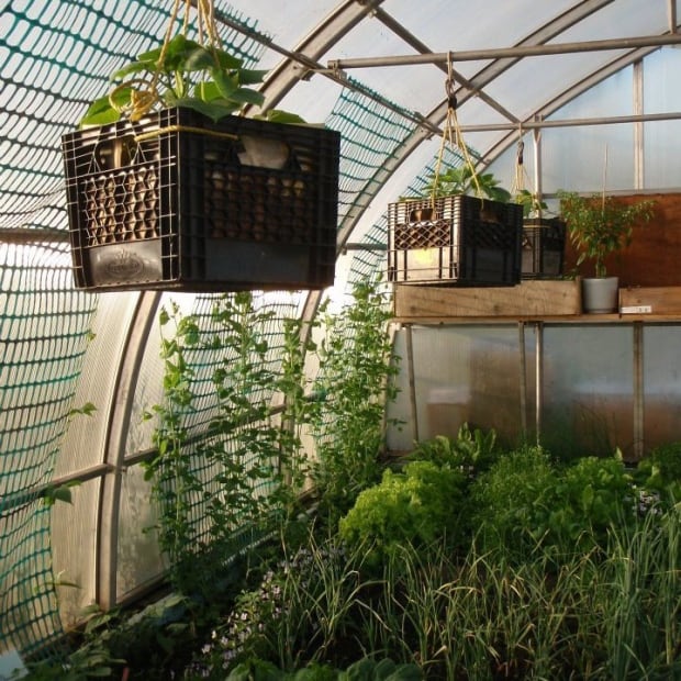 Kuujjuaq greenhouse hanging plants