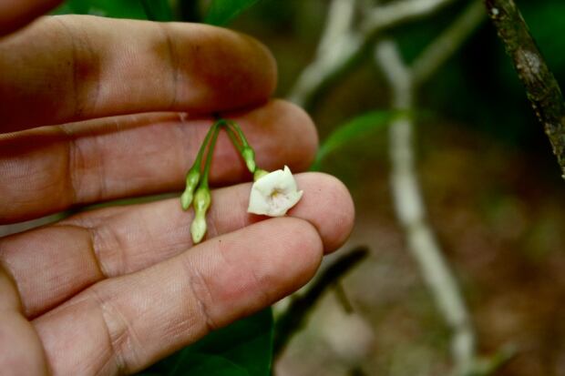 Iboga Flower