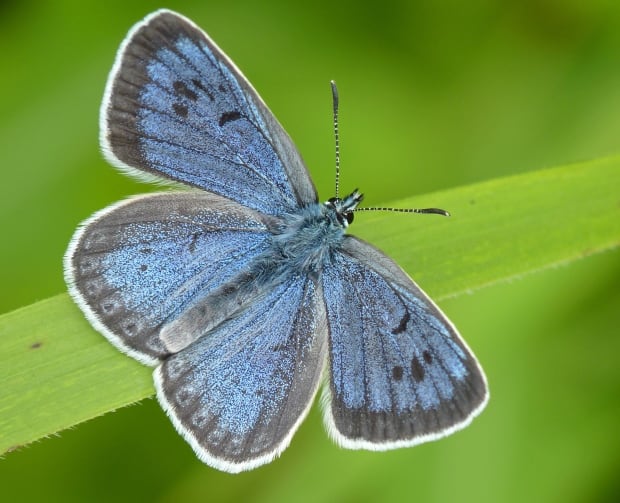 butterflyblue