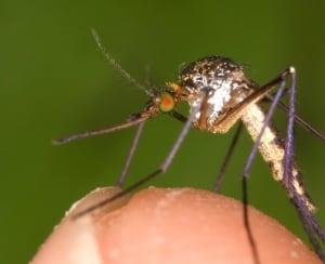Mosquito on finger